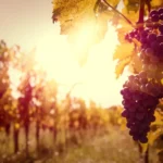 buying and doing business in the Italian wine industry