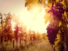 buying and doing business in the Italian wine industry